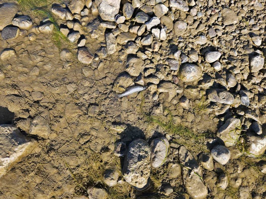 O kentteki korkutan görüntülere inceleme! Bakanlık yetkilileri bölgeye gönderildi 1